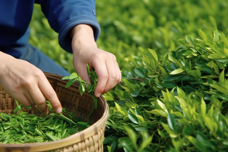 绿色采茶篮子茶叶嫩芽实拍,高清,摄影图,摄影图片,图片大全,摄影图免费下载